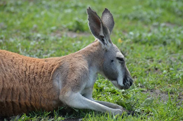 Kangury w trawie — Zdjęcie stockowe