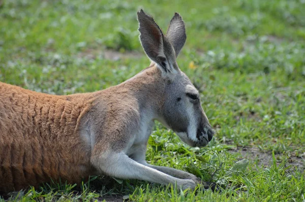 Kangaroo in the grass — Stock Photo, Image