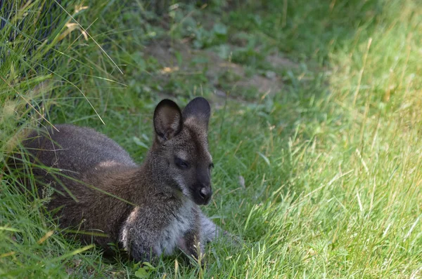 Un pequeño Wallaby —  Fotos de Stock