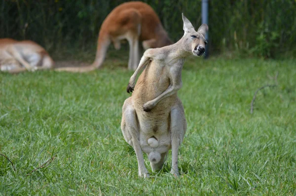 Un kangourou dans l'herbe — Photo