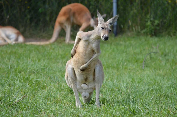 Een kangoeroe in het gras — Stockfoto