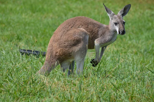 Ein Känguru im Gras — Stockfoto