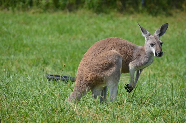 Ein Känguru im Gras — Stockfoto