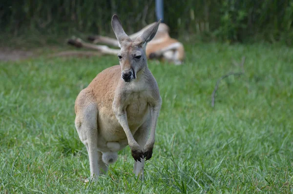 Egy kenguru a fűben. — Stock Fotó