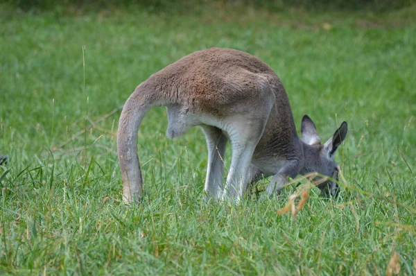 Ein Känguru im Gras — Stockfoto