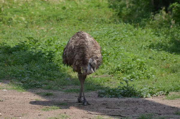 EMU-a fűben — Stock Fotó