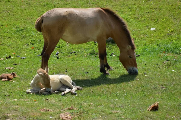 Cavalo asiático selvagem — Fotografia de Stock