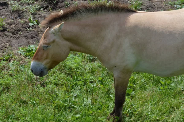 Caballo asiático salvaje — Foto de Stock