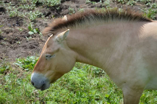 Divoké asijské kůň — Stock fotografie