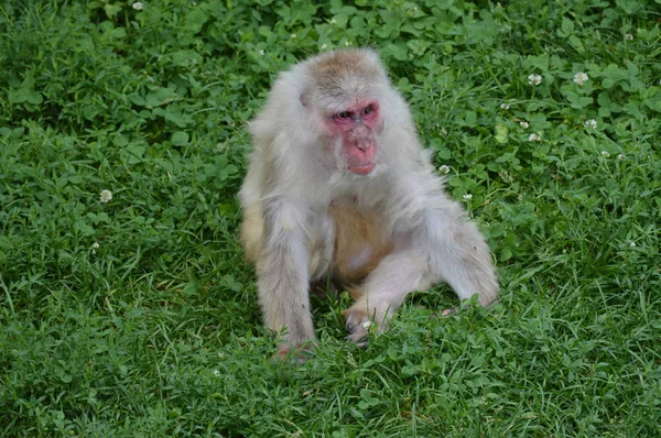 Snow Monkey in the outdoors — Stock Photo, Image