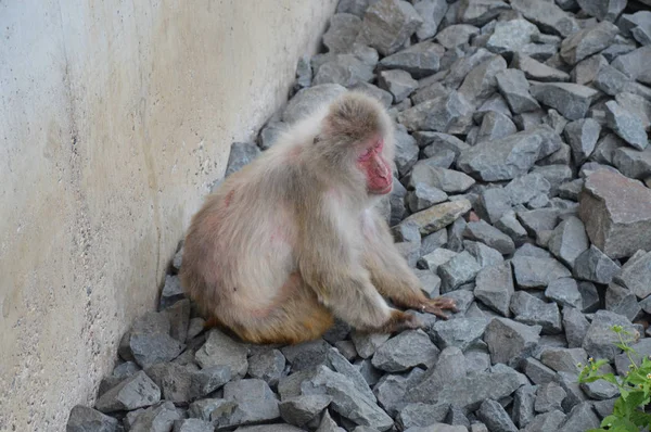 Snö monkey utomhus — Stockfoto