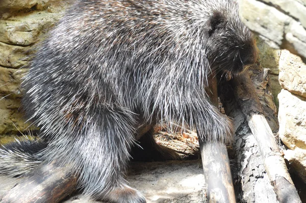 A Large Porcupine — Stok Foto