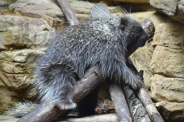 En stor Porcupine — Stockfoto