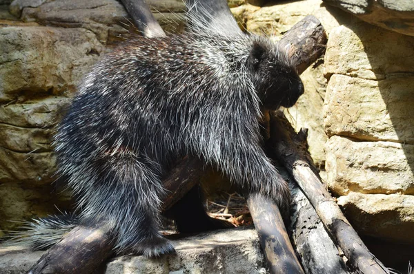 A Large Porcupine — Stok Foto