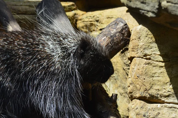 A Large Porcupine — Stok Foto