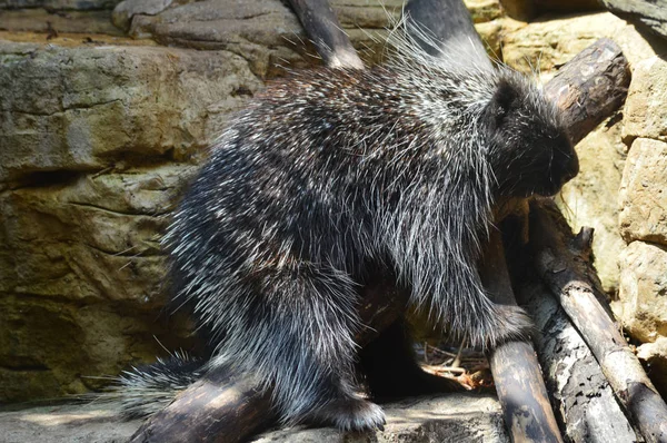 A Large Porcupine — Stok Foto