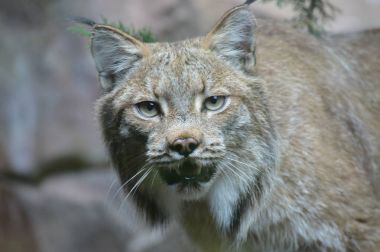 Kanadalı bir vaşak