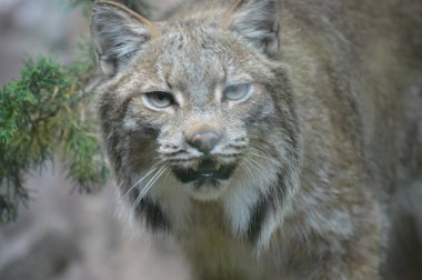 Kanadalı bir vaşak