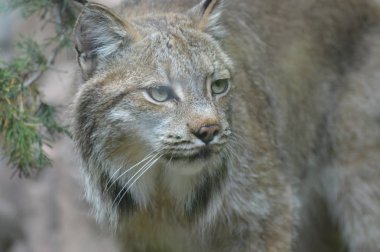 Kanadalı bir vaşak