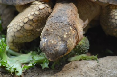 Bir Galapagos Kaplumbağa.