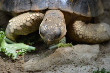 Bir Galapagos Kaplumbağa.