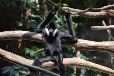 bir ağaçta Gibbon