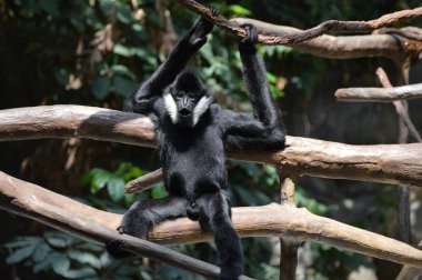 bir ağaçta Gibbon