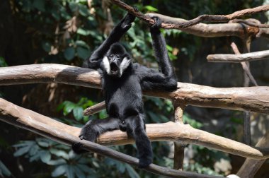 bir ağaçta Gibbon