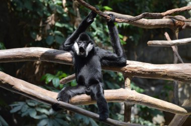 bir ağaçta Gibbon
