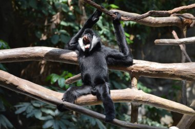 bir ağaçta Gibbon