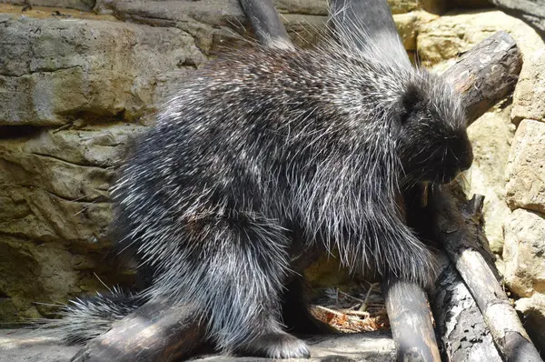 A Large Porcupine — Stok Foto