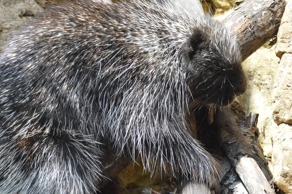 A Large Porcupine — Stok Foto