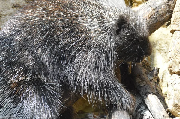 A Large Porcupine — Stok Foto