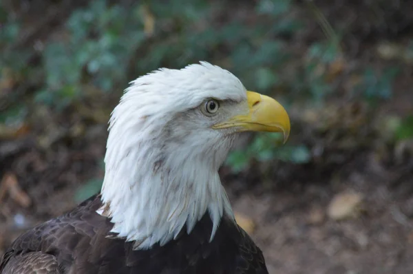 Bald eagle — Zdjęcie stockowe