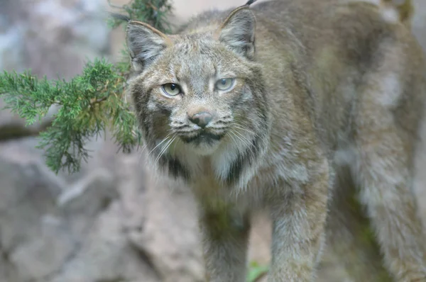 Kanadalı bir vaşak