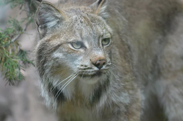 Kanadalı bir vaşak