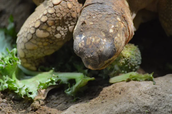 Bir Galapagos Kaplumbağa.