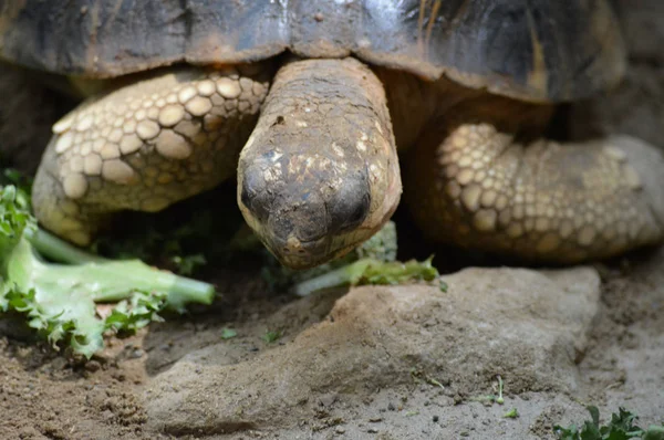 Bir Galapagos Kaplumbağa.