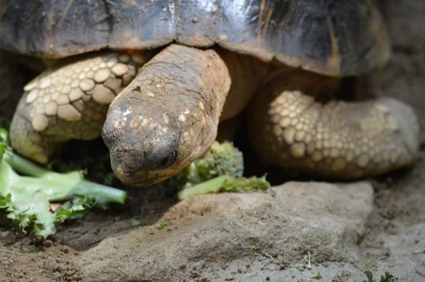 Una tartaruga delle Galapagos — Foto Stock