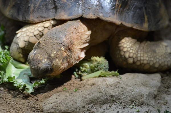 Una tartaruga delle Galapagos — Foto Stock