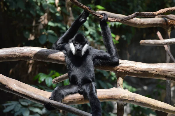 Gibbon en un árbol — Foto de Stock