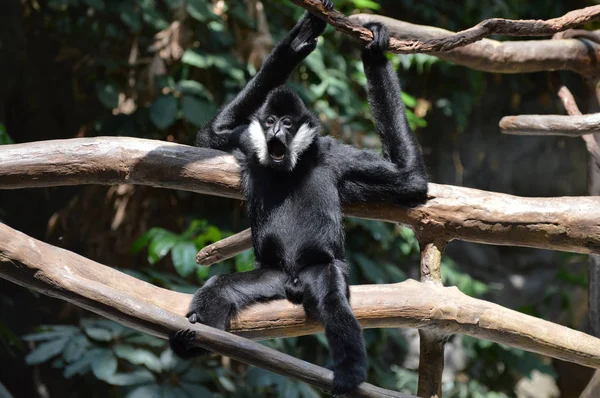Gibbon dans un arbre — Photo