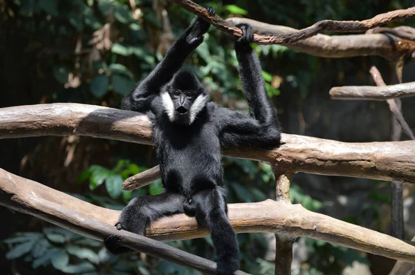 Gibbon en un árbol —  Fotos de Stock