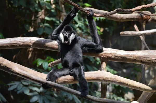 bir ağaçta Gibbon