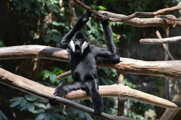 Gibbon σε ένα δέντρο — Φωτογραφία Αρχείου