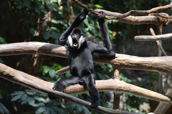 Gibbon dans un arbre — Photo
