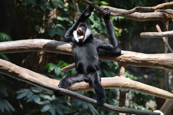 Gibbon σε ένα δέντρο — Φωτογραφία Αρχείου