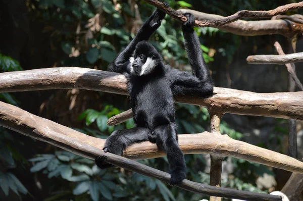 Gibbon in een boom — Stockfoto