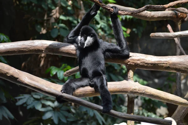 bir ağaçta Gibbon