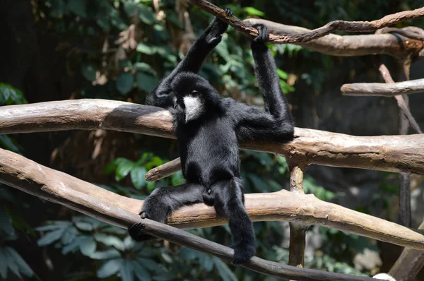 bir ağaçta Gibbon